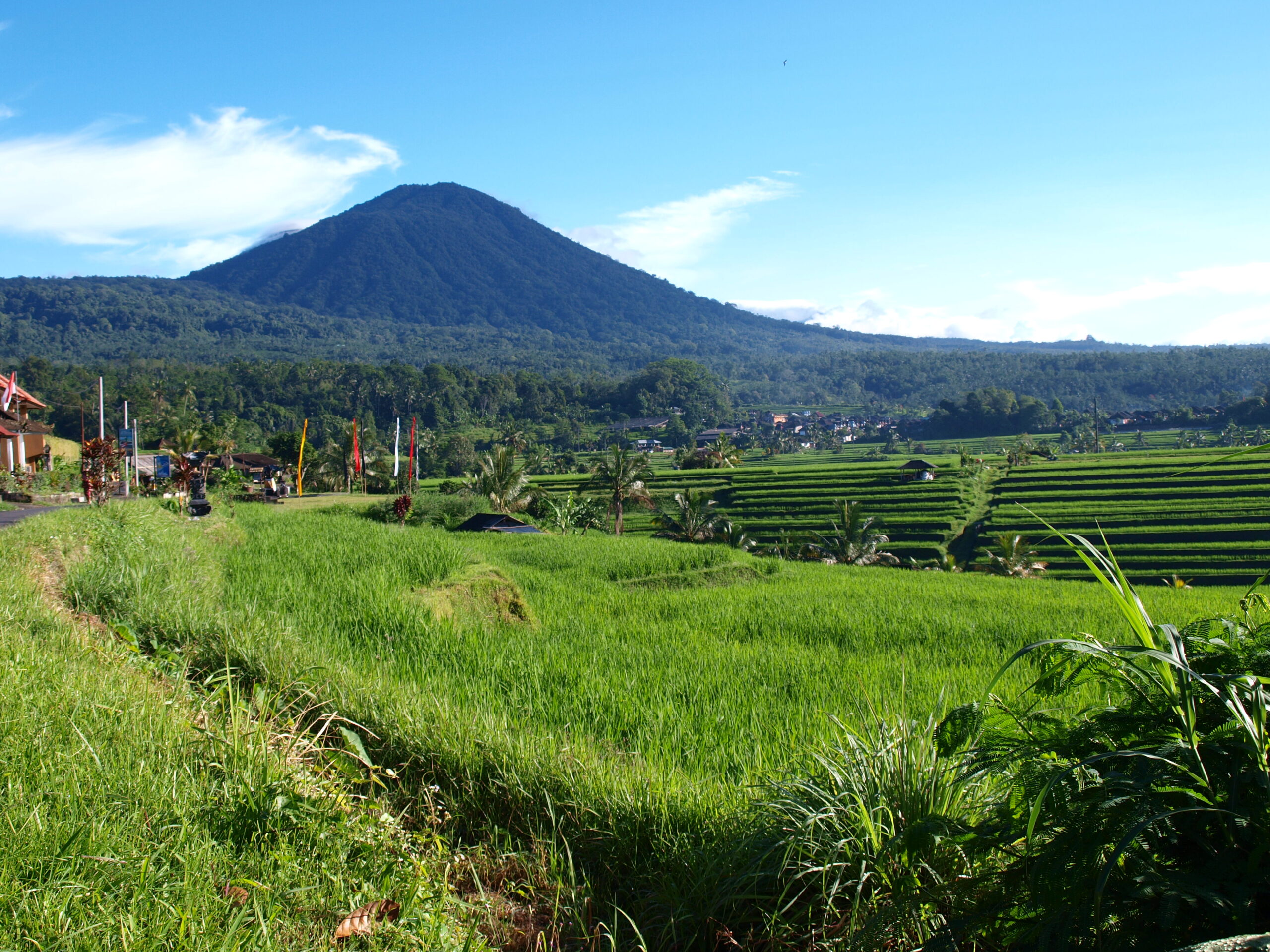 rice fields