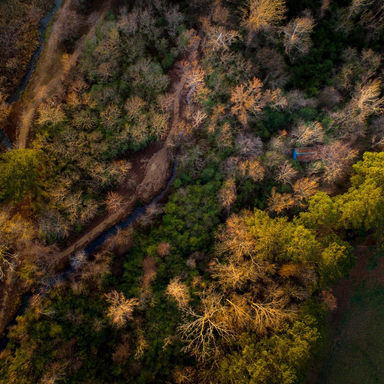 Aerial Image of Forest