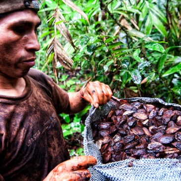 Brazil nut harvester, Peruvian Amazon, credit CIFOR.