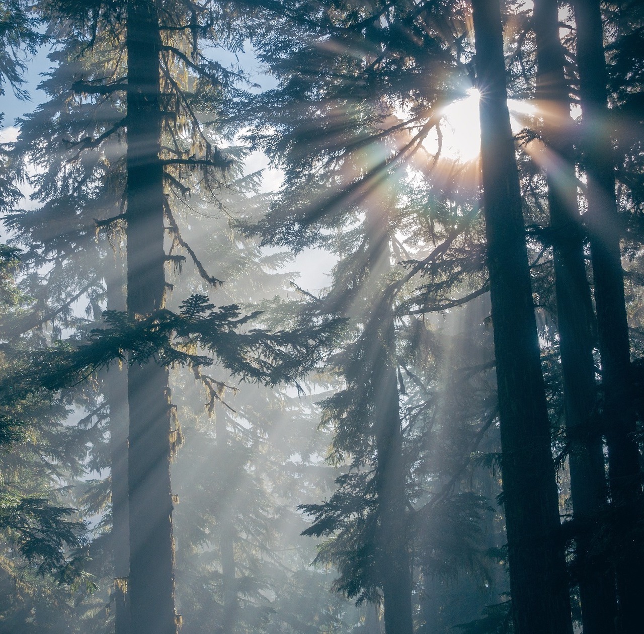Forest with sunlight beaming through branches