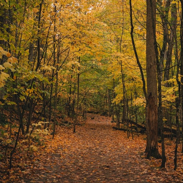 Image of forest in Quebec