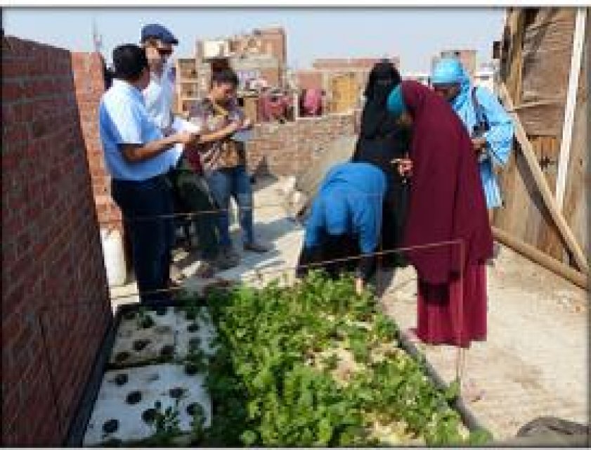 Visit to a rooftop farmer, producing gangeer in a hydroponic system