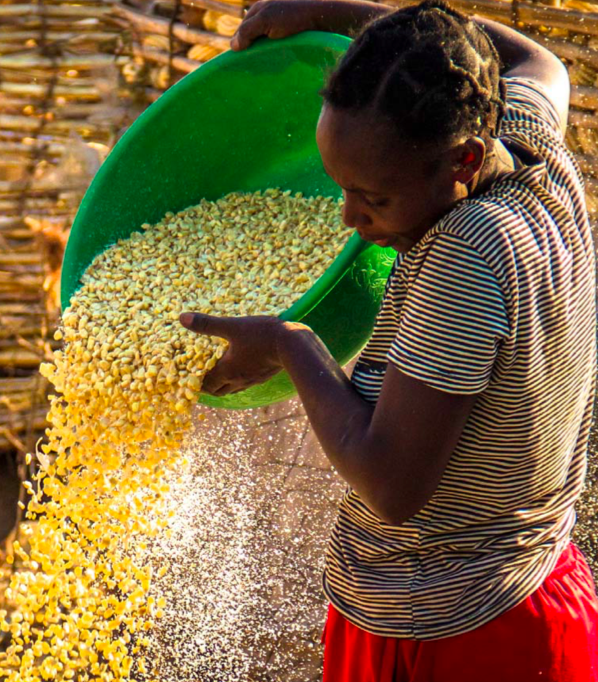 increasing resilience for smallholders in zambia