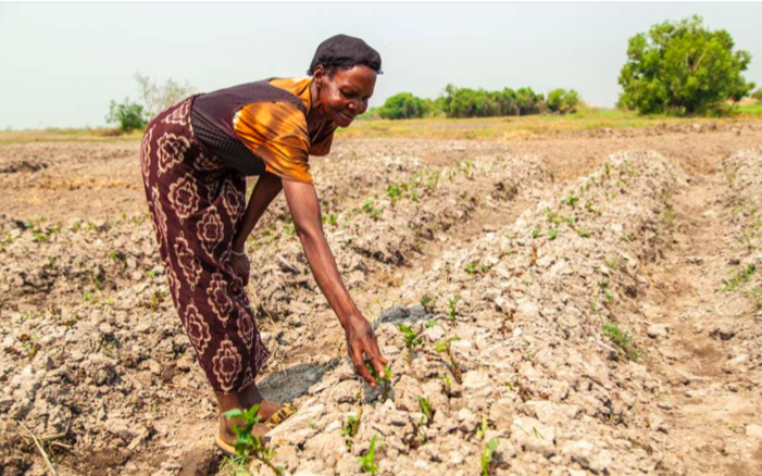 increasing resilience for smallholders in zambia