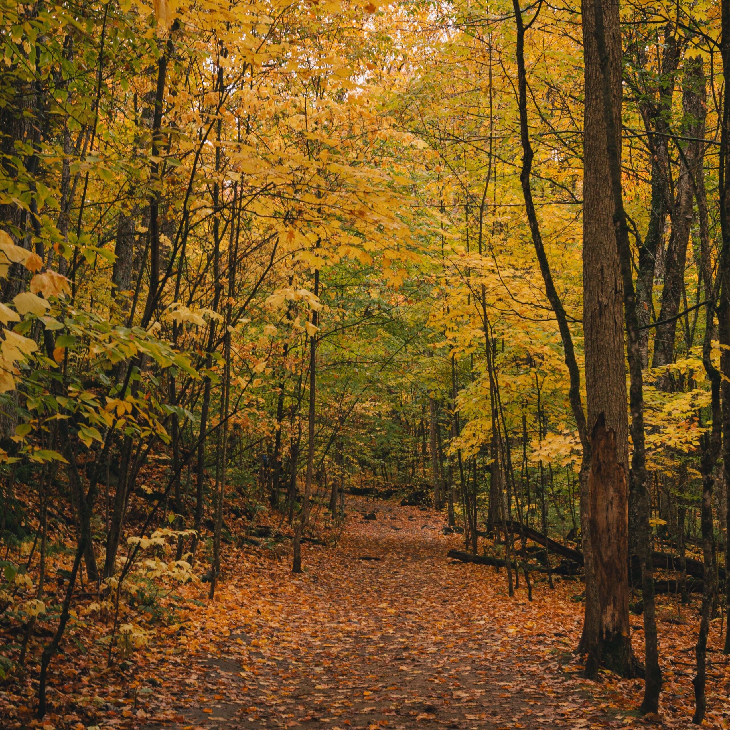 Image of Forest in Fall